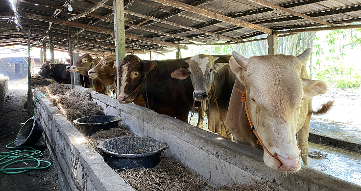 Ternak Lokal Ramah Lingkungan